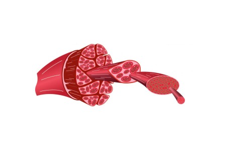 Tренировка на червените мускулни влакна